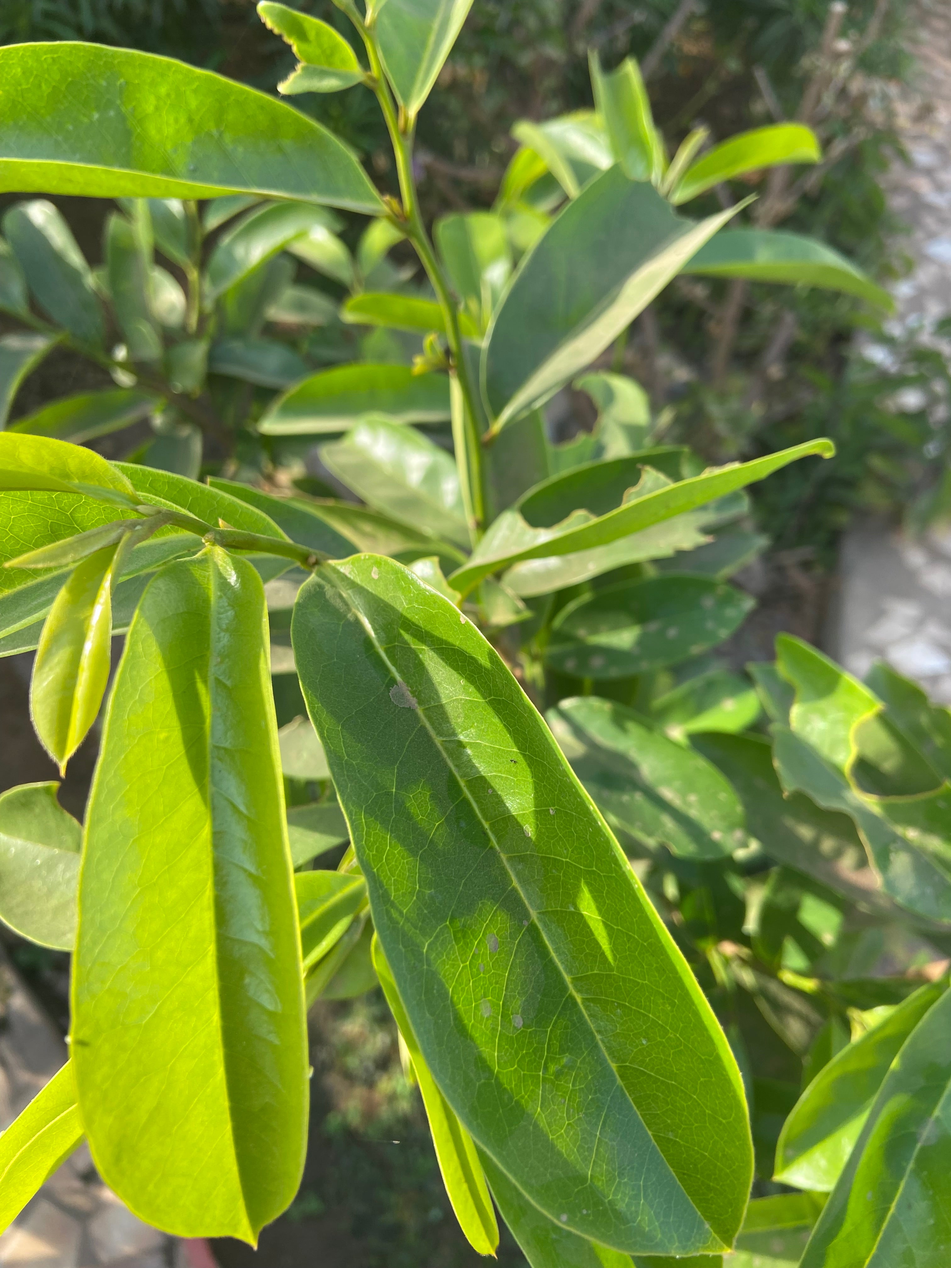 Soursop Leaf
