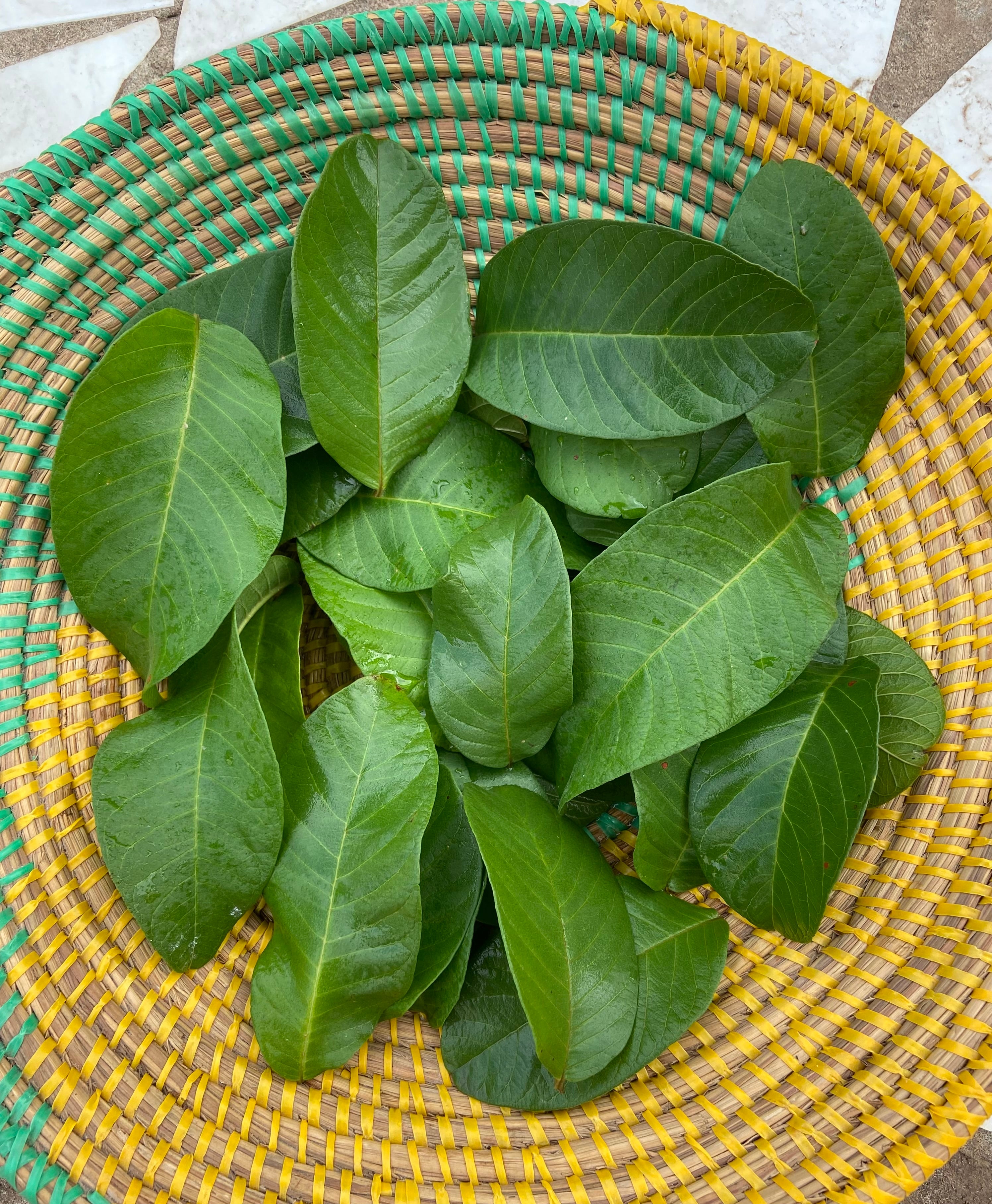 Guava Leaf Tea