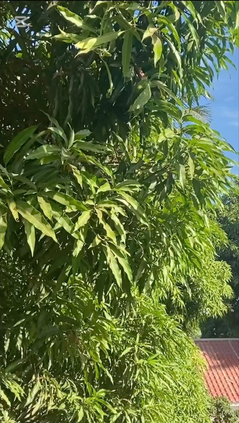 Mango Leaf