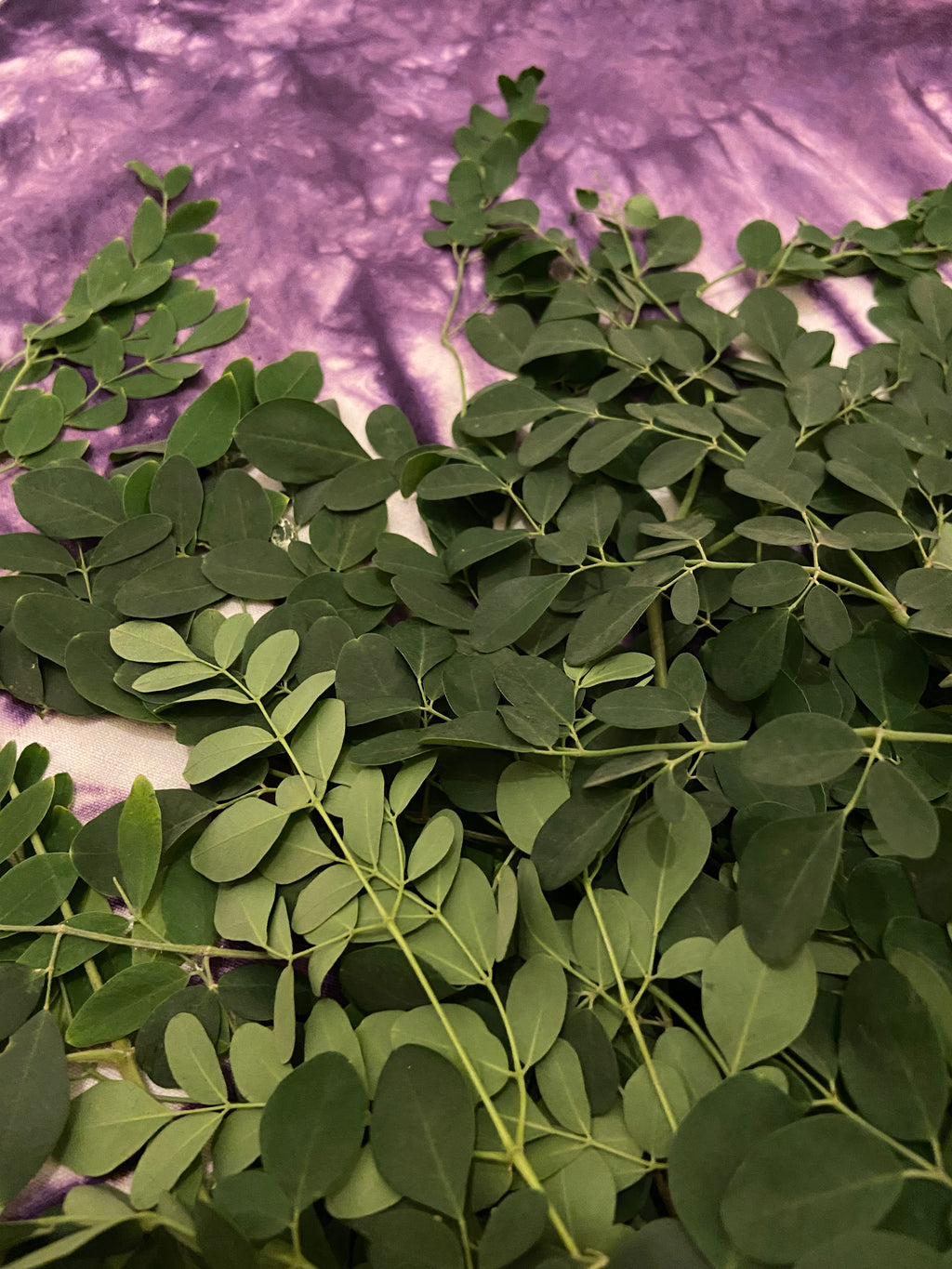 Moringa Leaf