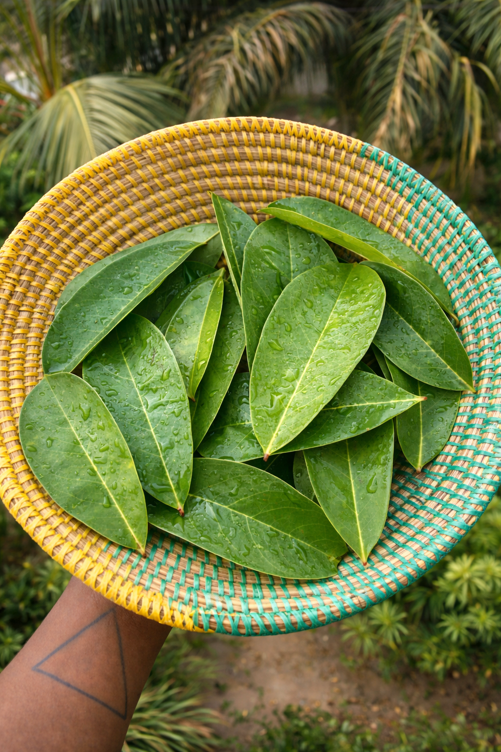 Soursop Leaf Tea