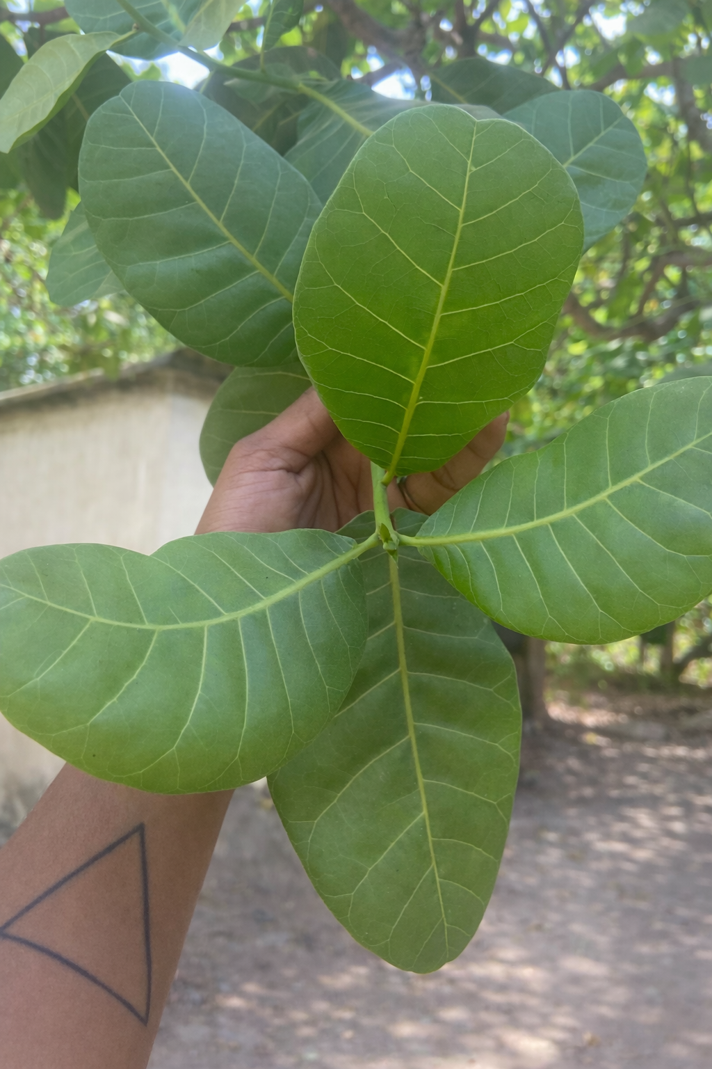 Cashew Leaf